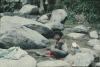 BD/248/206 Een vrouw die kleren wast in het water tussen de stenen (kust NG)