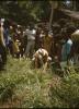 BD/309/337 Dominee Marcus plant een nieuwe kokospalm in het dorp Konda