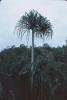 BD/171/135 Palmboom  die door water tekort uitgedroogt lijkt