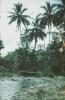 BD/171/193 Een stromend beekje omgeven met palmbomen