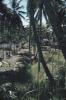 BD/171/282 Rieten hutten omgeven door palmbomen