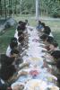 BD/171/361 Grote groep meisjes aan een feestelijk gedekte tafel vol met eten