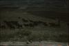 BD/171/89 Een kudde geiten grazend op de velden